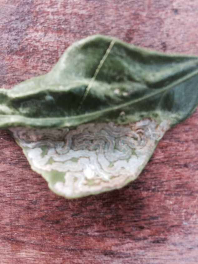 q lemon tree with diseased leaves, gardening, homesteading, These leaves freaked me out It looks like a worm like parasite is in bedded in the actual leaf