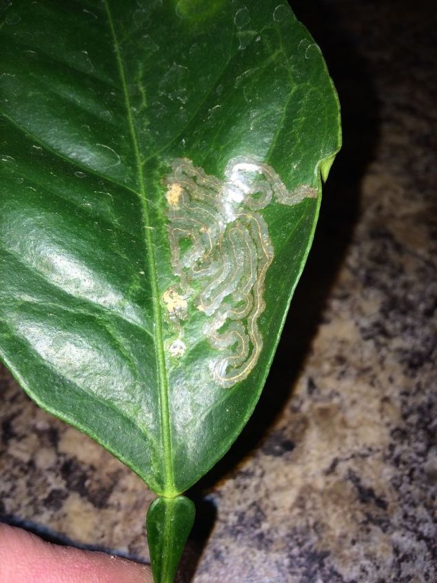 q lemon tree with diseased leaves, gardening, homesteading, What is this