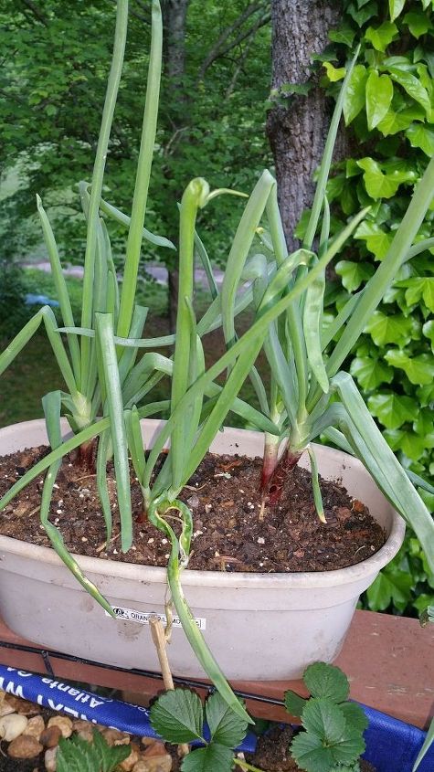 can you eat red onion tops, 3 red onions in a pot