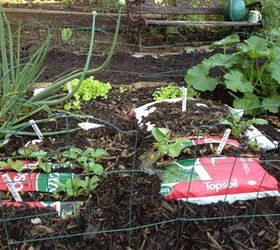 no hoe plastic bag garden, composting, gardening, go green, homesteading, Plastic bags growing greens