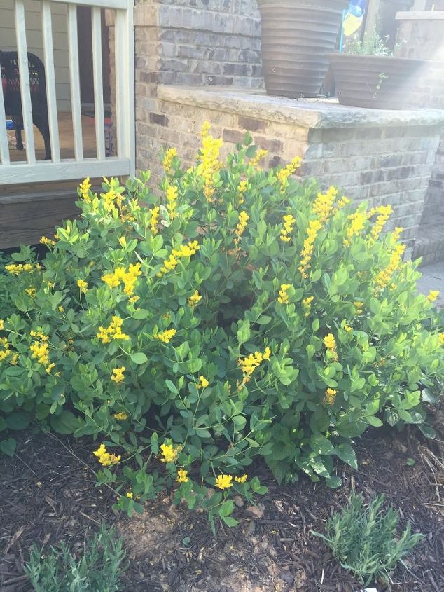 q wondering if you can tell me what type of plants these are, flowers, gardening