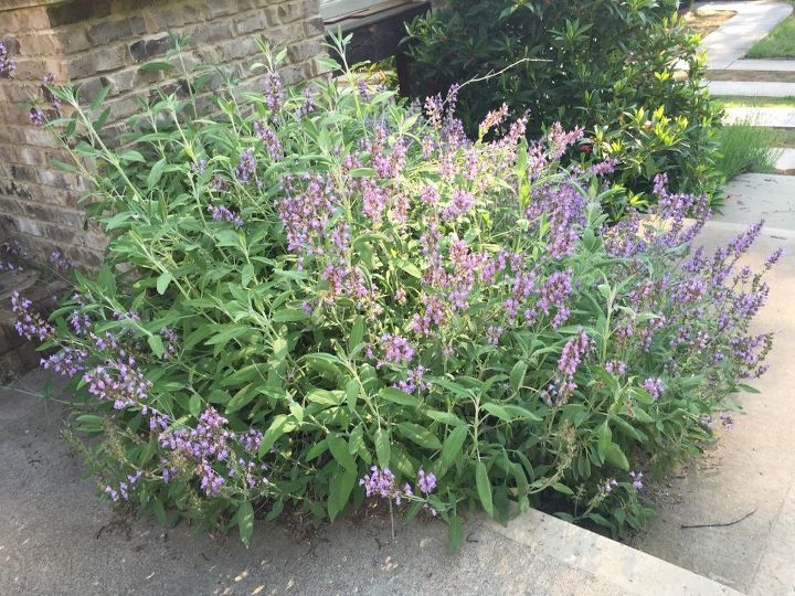 q wondering if you can tell me what type of plants these are, flowers, gardening