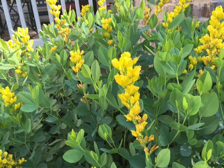 q wondering if you can tell me what type of plants these are, flowers, gardening