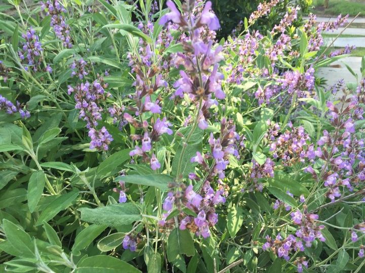 q wondering if you can tell me what type of plants these are, flowers, gardening