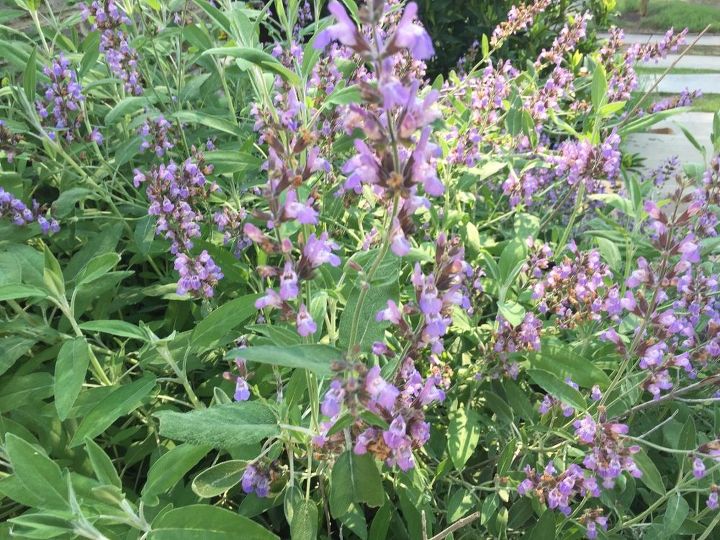 q wondering if you can tell me what type of plants these are, flowers, gardening