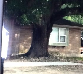 what type of grass should i grow beneath this oak, Front of house Has no curb appeal Any suggestions would be appreciated