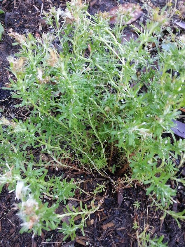 q plant or weed id, gardening