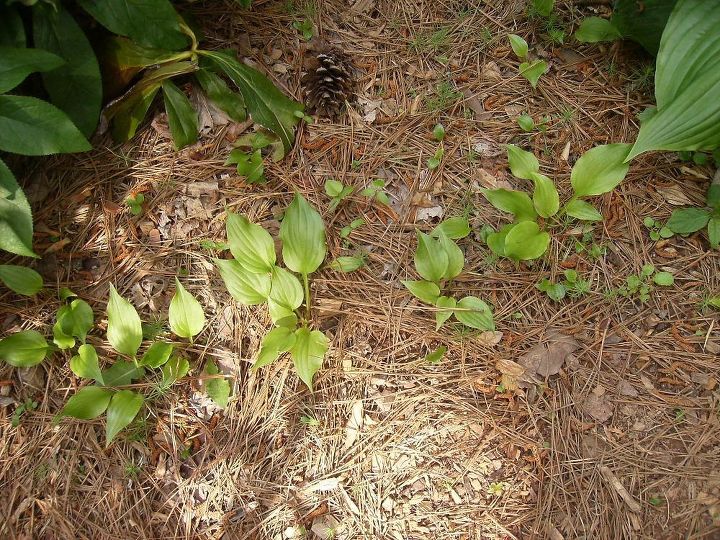 eu tenho um milho de pequenas hostas no meu jardim