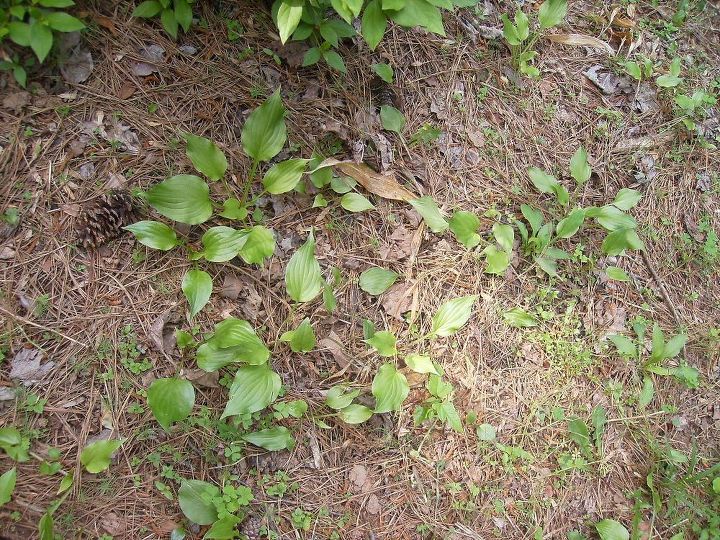 eu tenho um milho de pequenas hostas no meu jardim