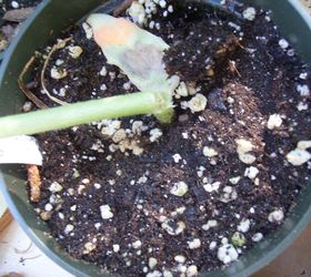 will my okra plant grow