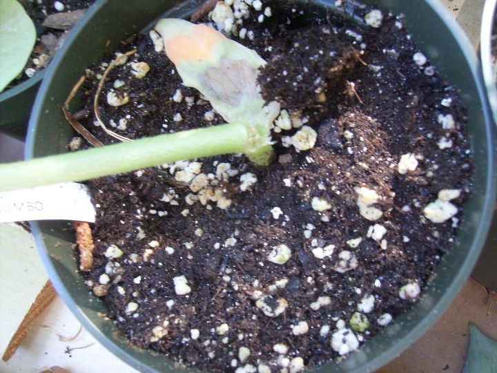 will my okra plant grow
