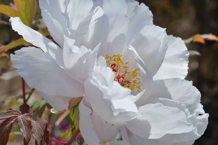 how to plant care for a tree peony, flowers, gardening, how to