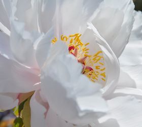 How To Plant & Care For A Tree Peony | Hometalk