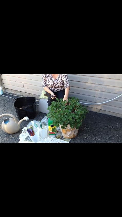 separating and repotting geraniums, container gardening, flowers, gardening, Original plant