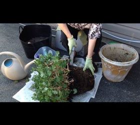 separating and repotting geraniums, Cutting through roots and soil to separate