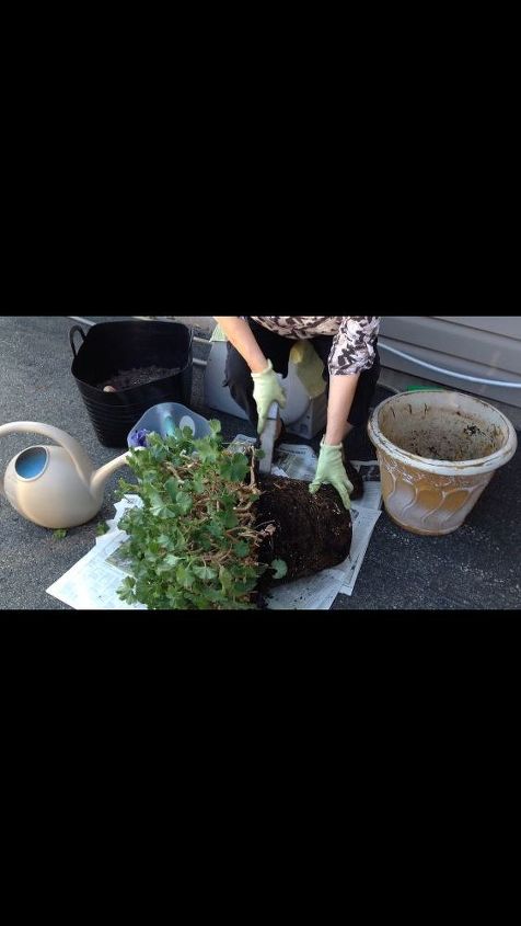 separating and repotting geraniums, Cutting through roots and soil to separate