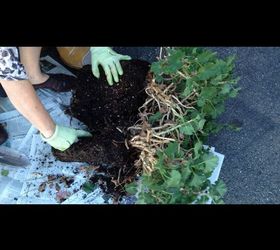 separating and repotting geraniums, Separating plant