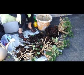 separating and repotting geraniums, 4 individual plants