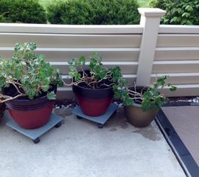 separating and repotting geraniums, Water thoroughly using a good fertilizer
