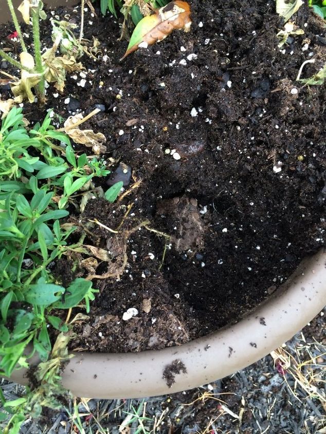 how do you keep toads out of your flower pots, Pulled up plant