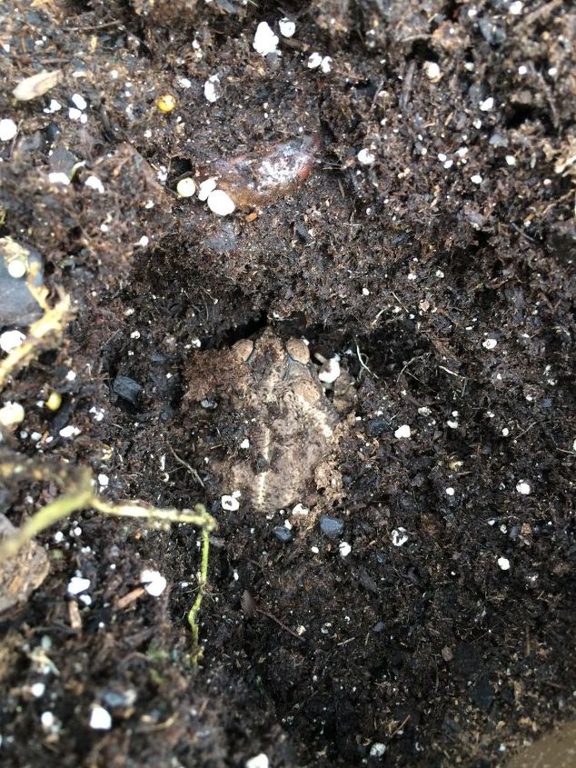 how do you keep toads out of your flower pots, Hello Mr Toad
