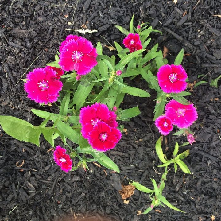 q pink perennial id, flowers, gardening, perennial, What is this spring summer perennial