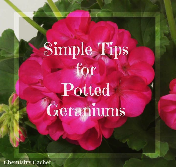 4 easy tips for potted geraniums, container gardening, flowers, gardening, how to