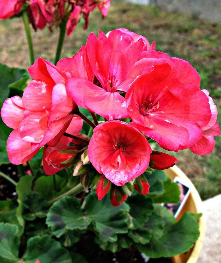 4 easy tips for potted geraniums, container gardening, flowers, gardening, how to