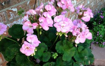 4 Easy Tips for Potted Geraniums