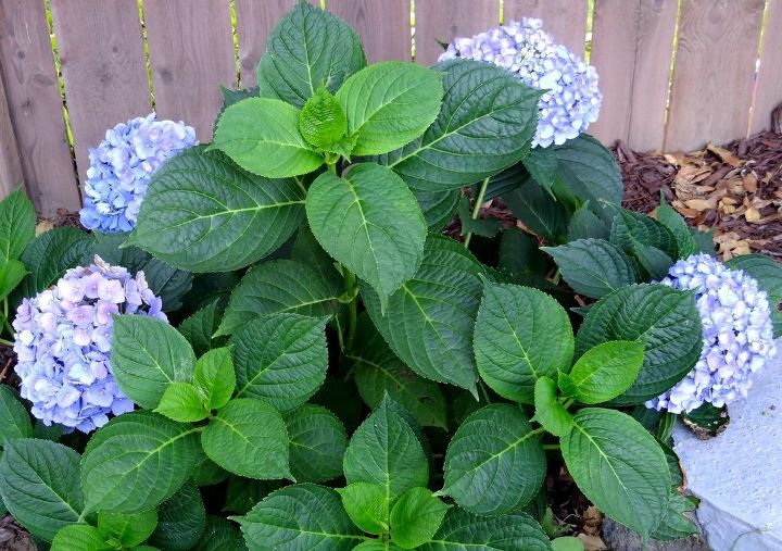 3 favorite perennials from our garden, flowers, gardening, hydrangea, perennial