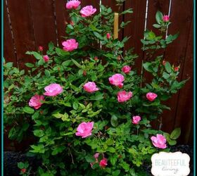 3 favorite perennials from our garden, flowers, gardening, hydrangea, perennial