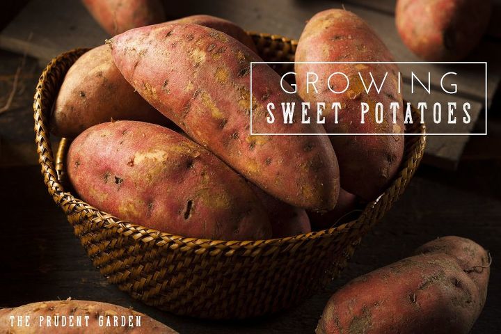 growing sweet potatoes, gardening, how to