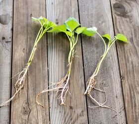 growing sweet potatoes, gardening, how to