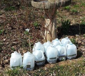 repurposed milk jug greenhouses, gardening, how to, repurposing upcycling