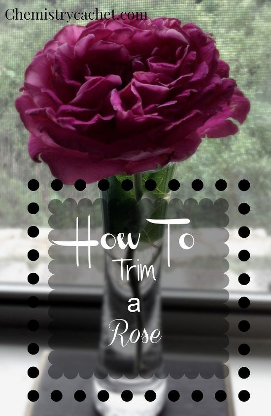 how to trim a rose the easy way, flowers, gardening, how to