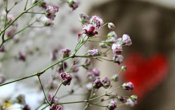 How to Naturally Dye Baby's Breath #DIY