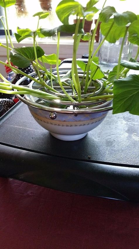 grow sweet potatowith a trivet to hold slips hometalk