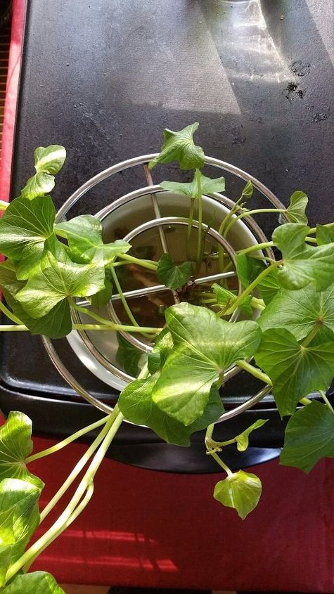 grow sweet potatowith a trivet to hold slips, container gardening, gardening, home decor