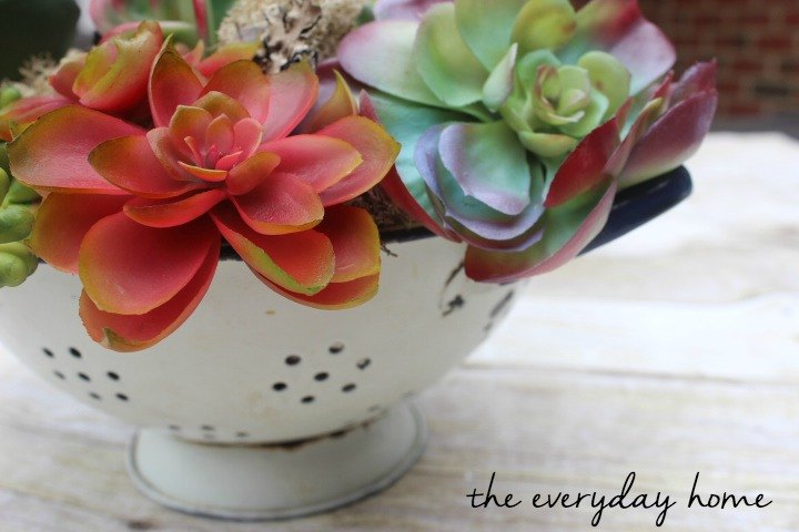 a succulent garden in a vintage blue white colander, gardening, repurposing upcycling, succulents