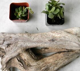 driftwood succulent centerpiece, container gardening, flowers, gardening, repurposing upcycling, succulents