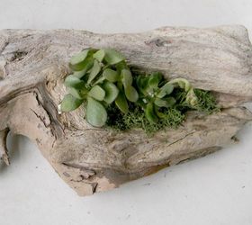 driftwood succulent centerpiece, container gardening, flowers, gardening, repurposing upcycling, succulents
