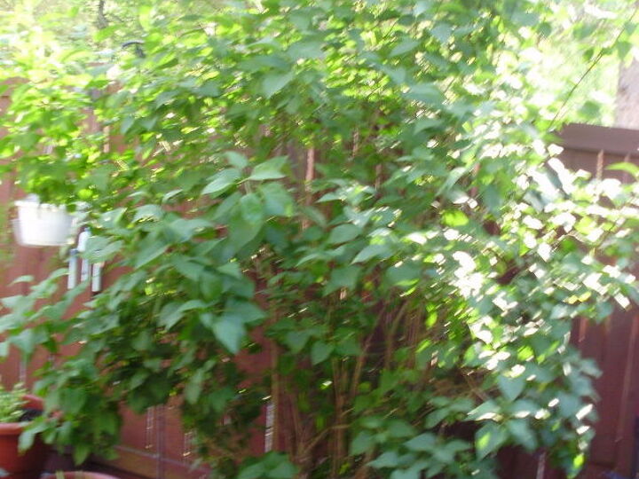q when to trim back lilac bush, flowers, gardening