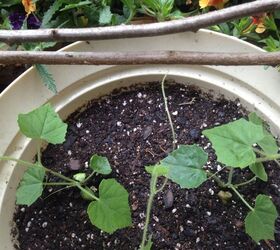 diy rustic trellis using twigs, container gardening, gardening, how to