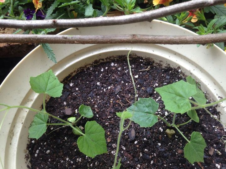diy rustic trellis using twigs, container gardening, gardening, how to
