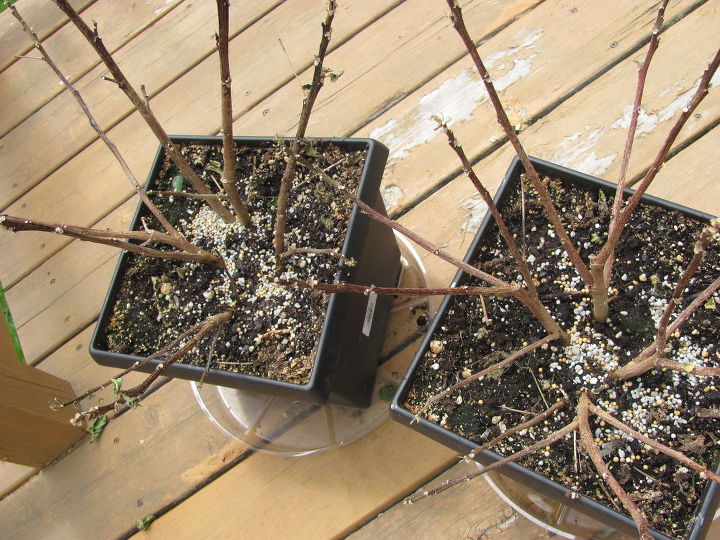 q how to revive hibiscus plants, container gardening, flowers, gardening, hibiscus