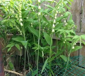q solomon s seal plant, container gardening, flowers, gardening
