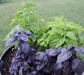 growing kitchen herb in containers, container gardening, gardening, homesteading
