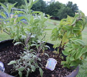 growing kitchen herb in containers, container gardening, gardening, homesteading