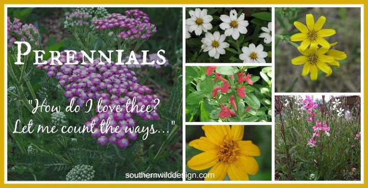 perennials, flowers, gardening, perennial