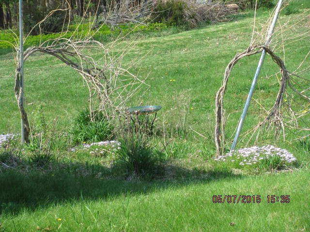 q hummingbird vines falling down, gardening, landscape, They need help